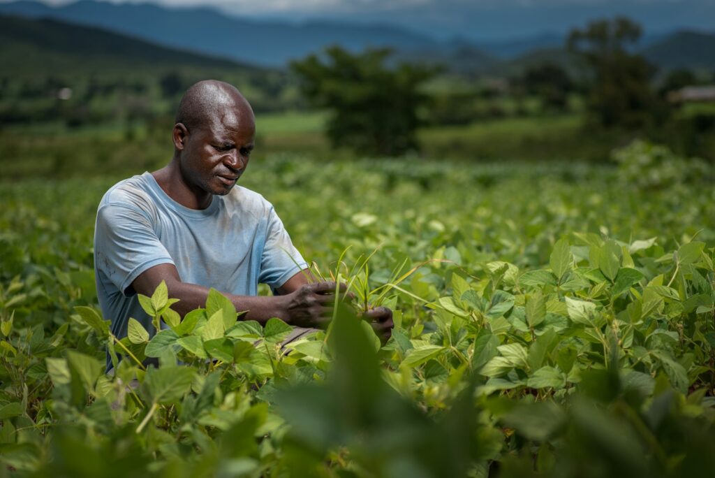 Smallholder farmer in a soybean field