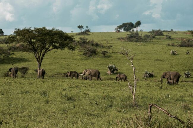 Uganda Concierge Services